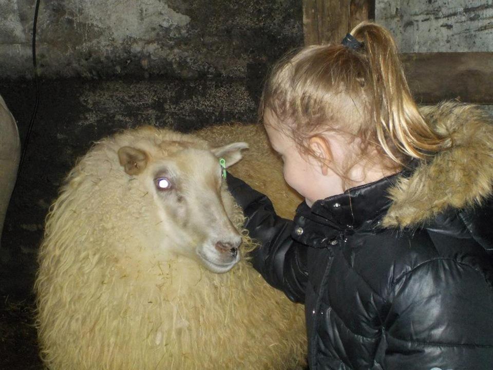 Rauthuskrithur Farm Holmabaeir Εξωτερικό φωτογραφία
